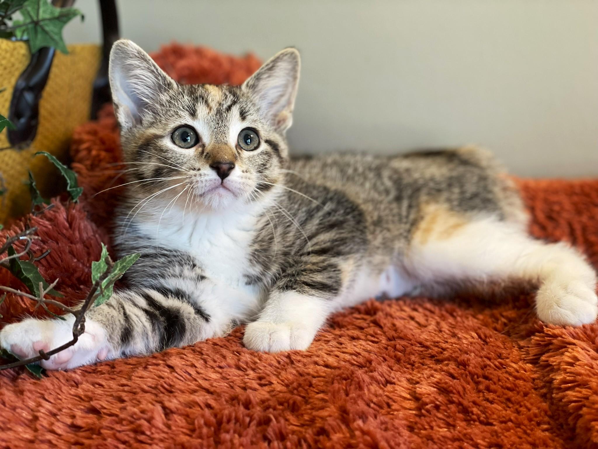 Mable, ADOPTABLE, Kitten Female Torbie.