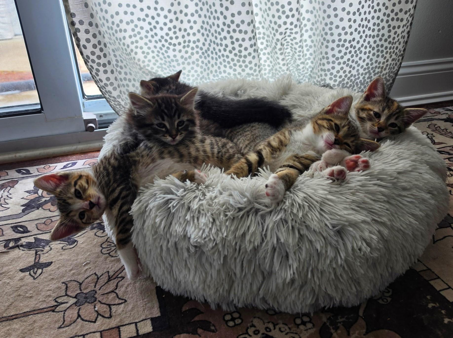 Enlarge Mable, a ADOPTABLE Torbie in Taylor, MI image 6/6