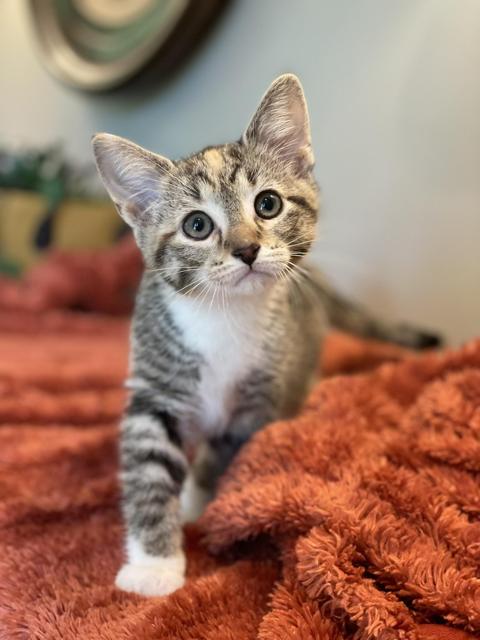 Enlarge Mable, a ADOPTABLE Torbie in Taylor, MI image 2/6