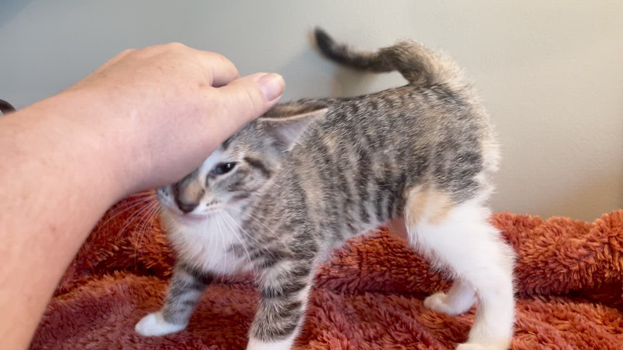 Enlarge Mable, a ADOPTABLE Torbie in Taylor, MI video 5/6