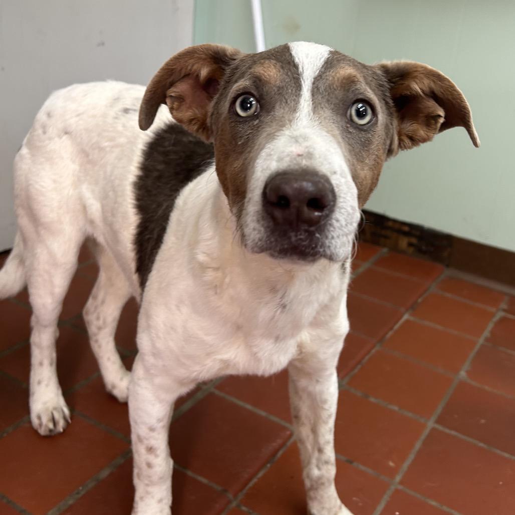 Ranger, Adoptable, Puppy Male Terrier.