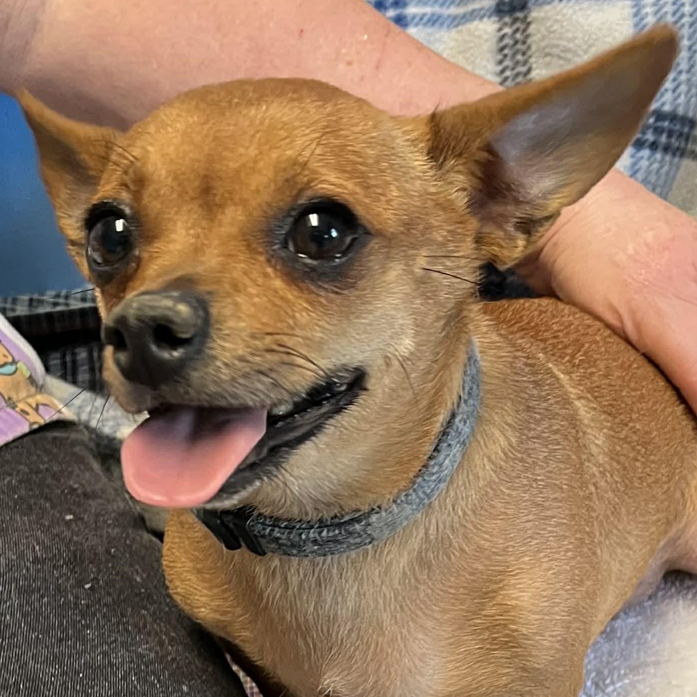 Lilly, adopted, Young Female Chihuahua.