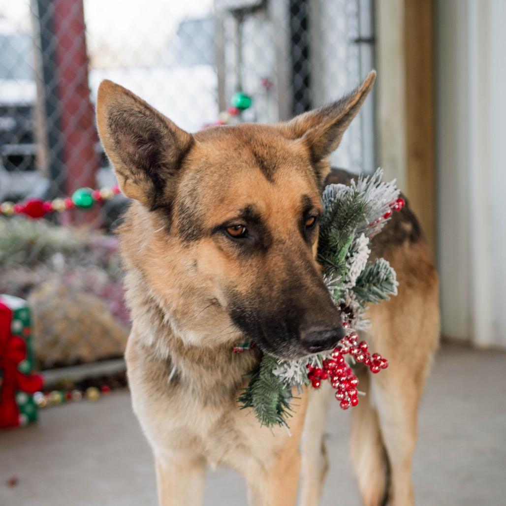 Enlarge Shep, a Adoptable German Shepherd Dog in Collinsville , OK image 1/5