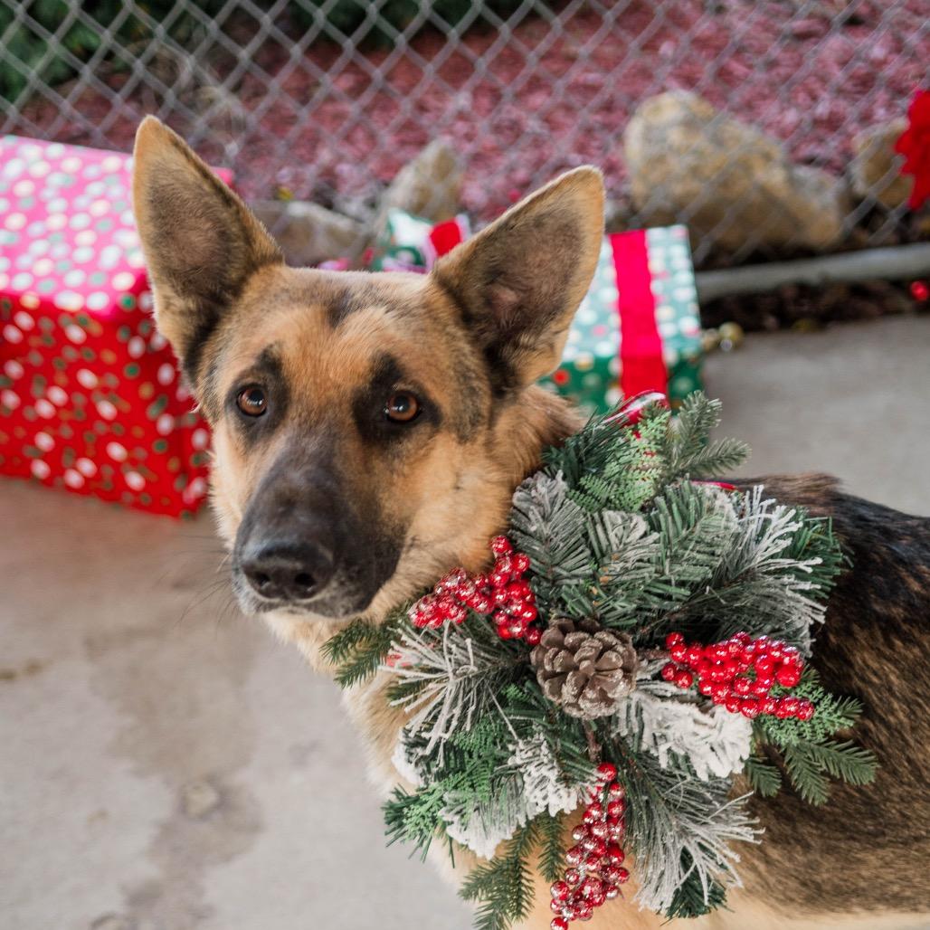 Enlarge Shep, a Adoptable German Shepherd Dog in Collinsville , OK image 2/5