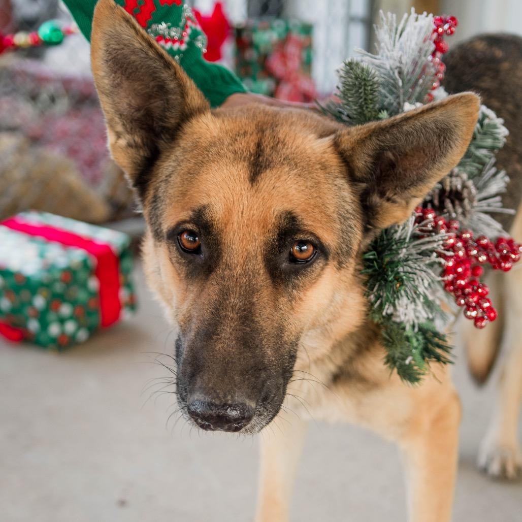 Enlarge Shep, a Adoptable German Shepherd Dog in Collinsville , OK image 3/5
