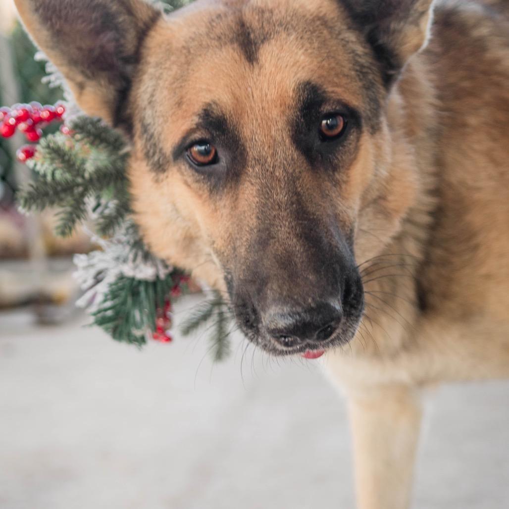 Enlarge Shep, a Adoptable German Shepherd Dog in Collinsville , OK image 4/5