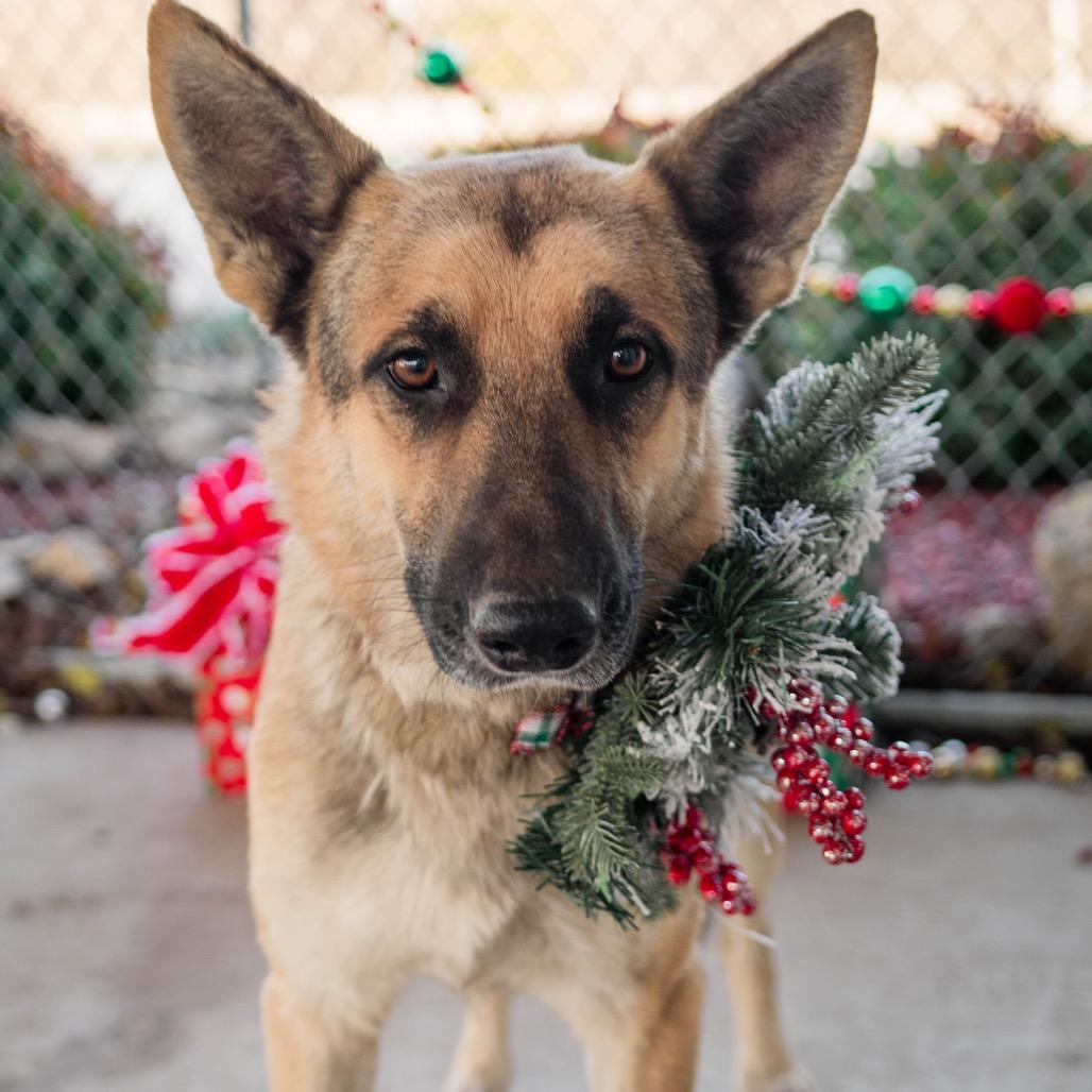 Enlarge Shep, a Adoptable German Shepherd Dog in Collinsville , OK image 5/5
