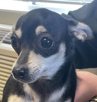 Jade and Sunny, ADOPTABLE, Puppy Female Chihuahua.