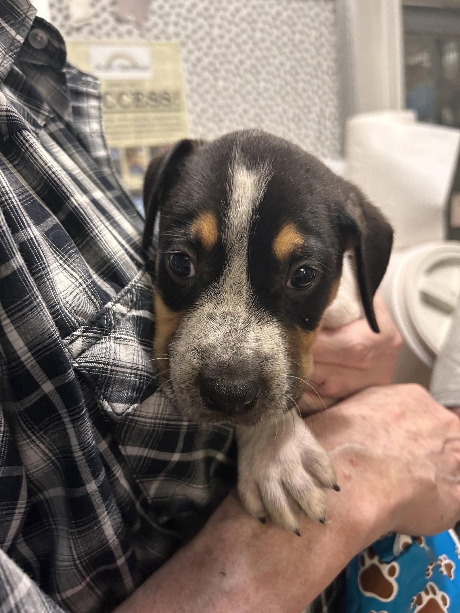 Buddy CP, Adopted, Puppy Male Pit Bull Terrier.