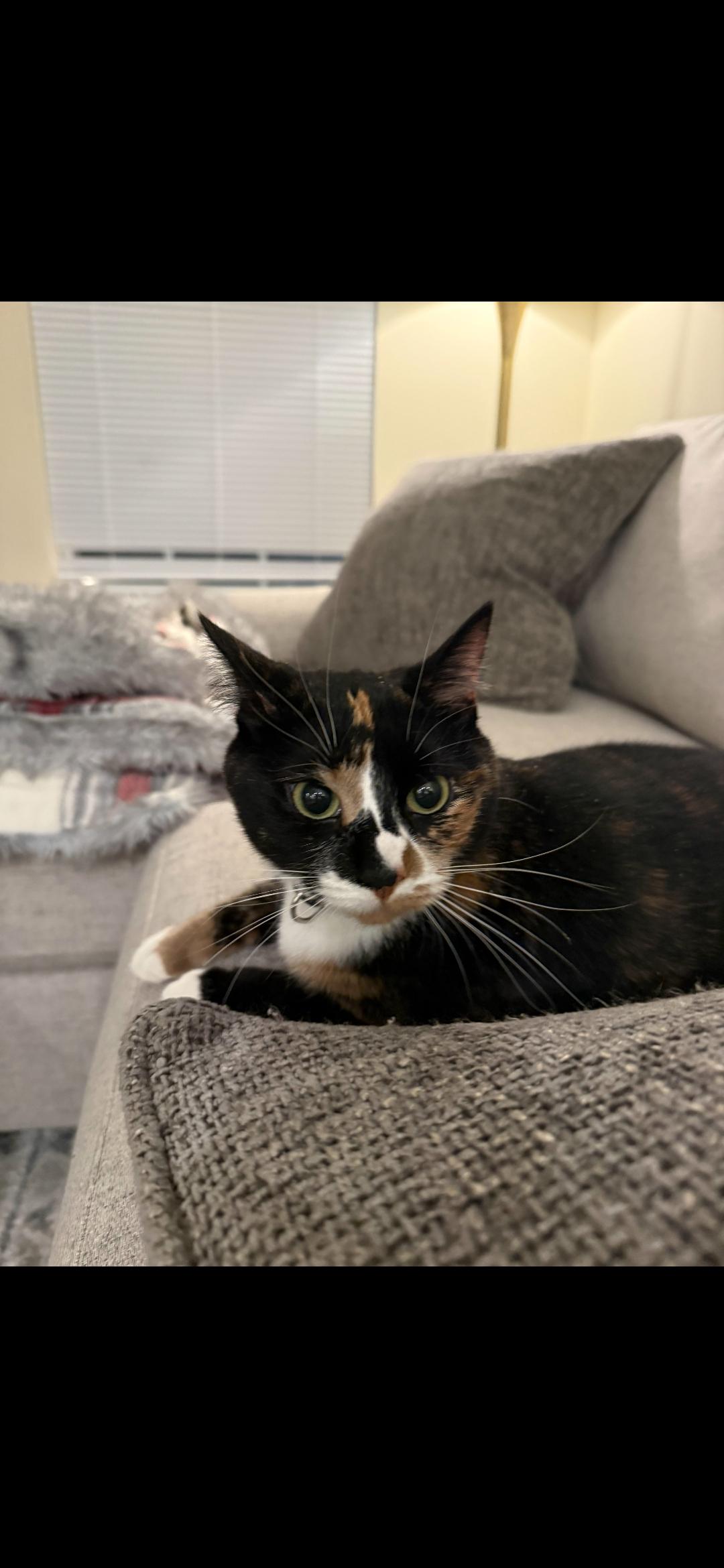 Meadow, ADOPTABLE, Adult Female Domestic Short Hair.