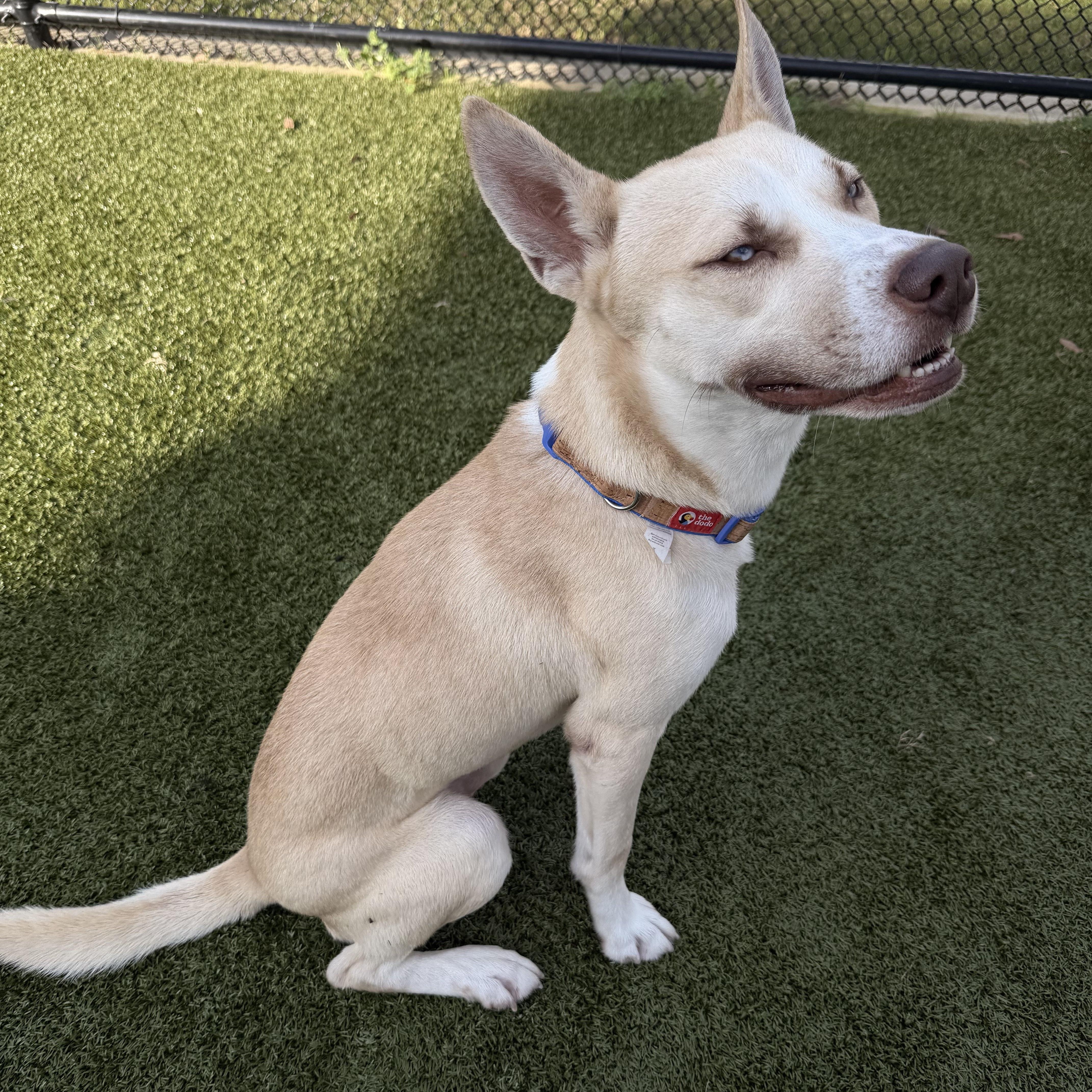 Cedar, a ADOPTABLE mixed breed in Daphne, AL image 3/4