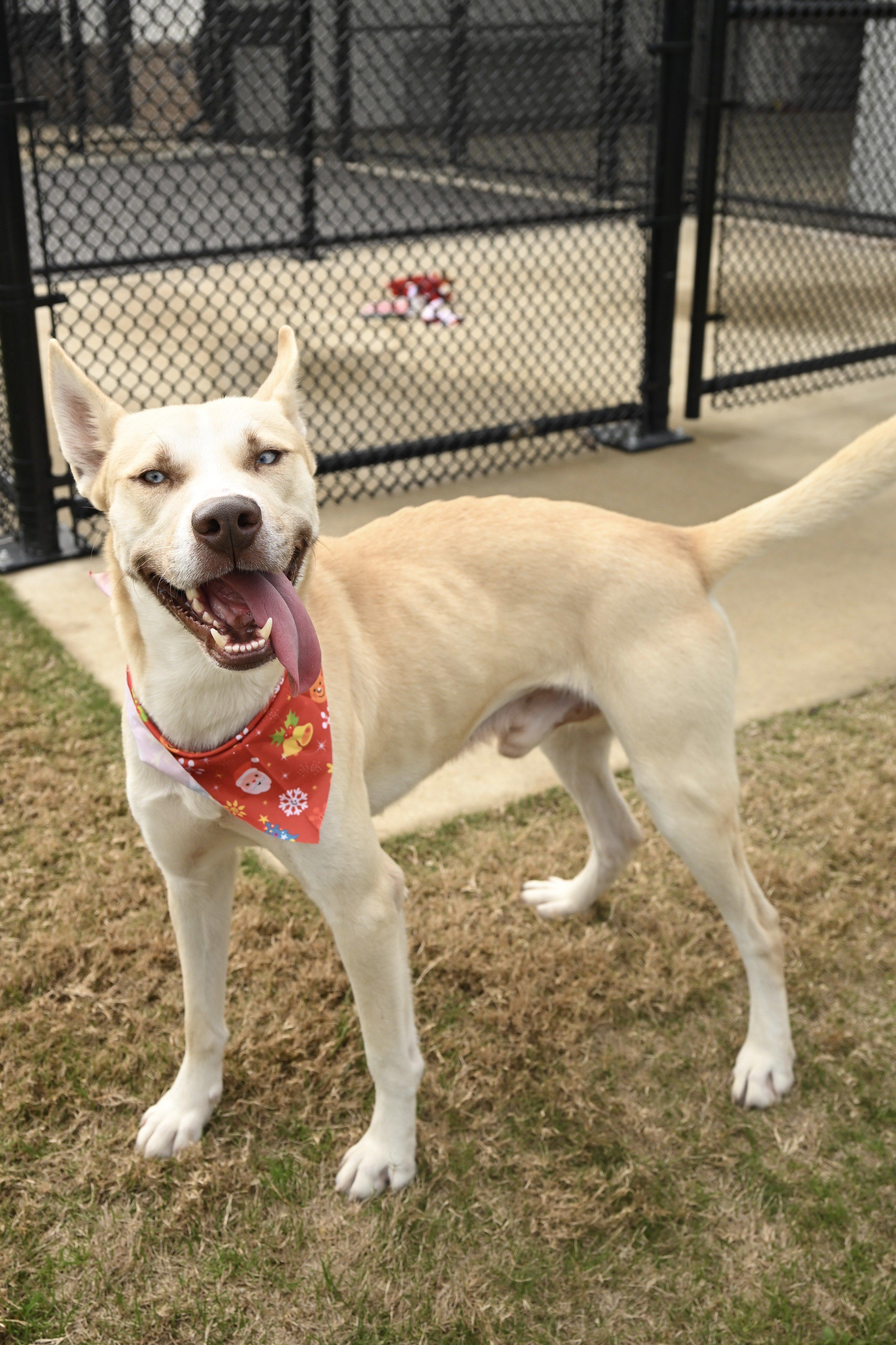 Cedar, ADOPTABLE, Young Male Husky.
