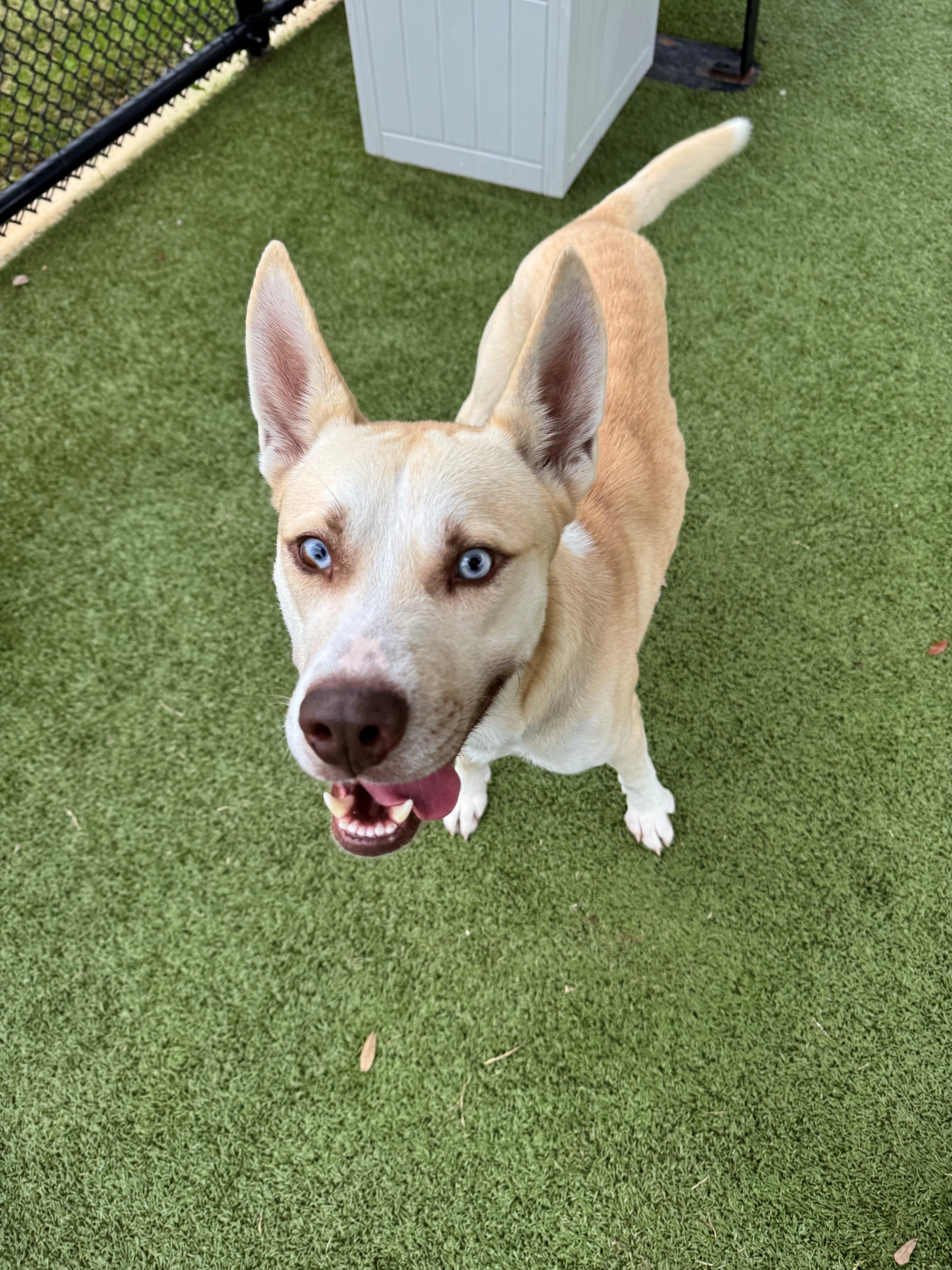 Cedar, ADOPTABLE, Young Male Husky.