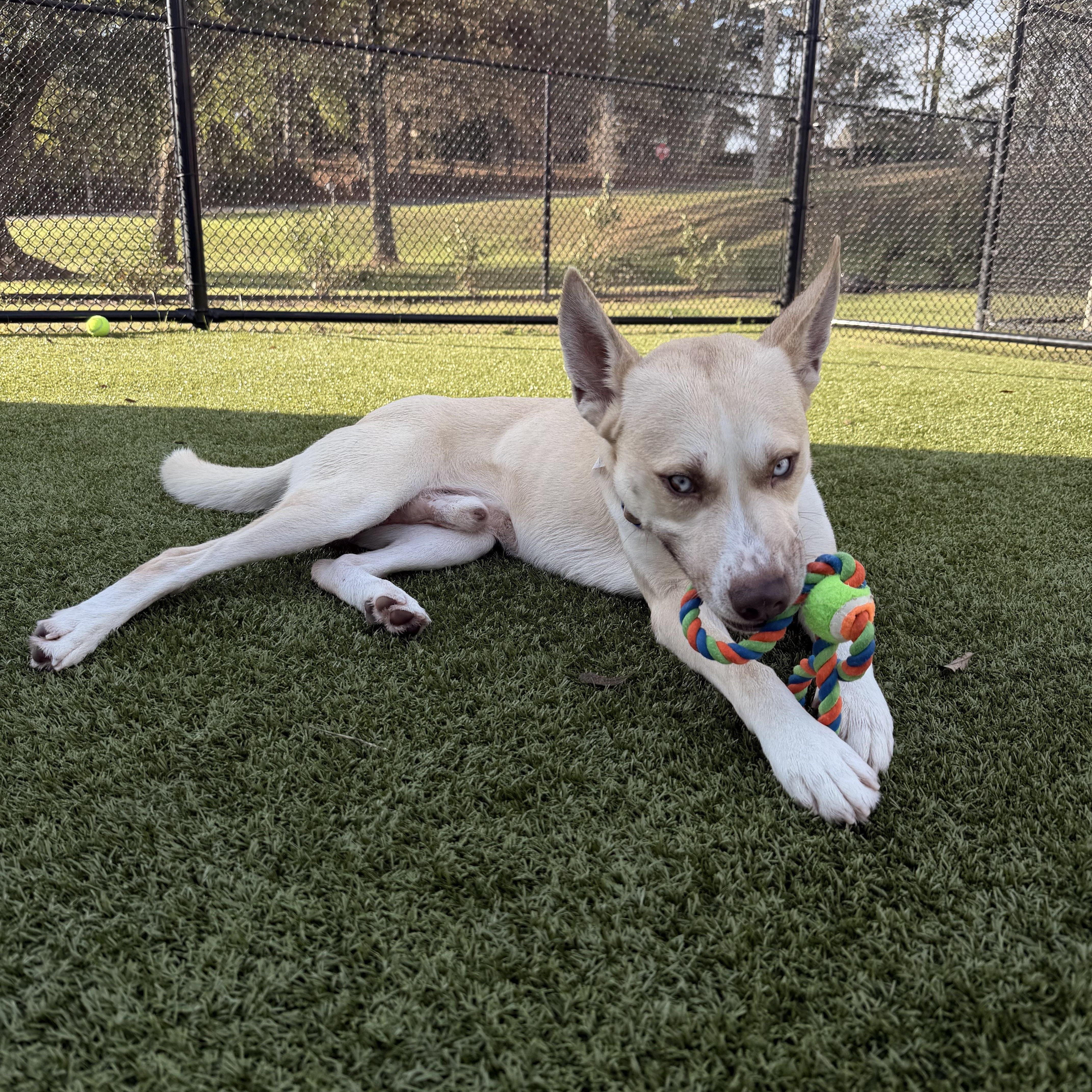 Cedar, a ADOPTABLE mixed breed in Daphne, AL image 4/4