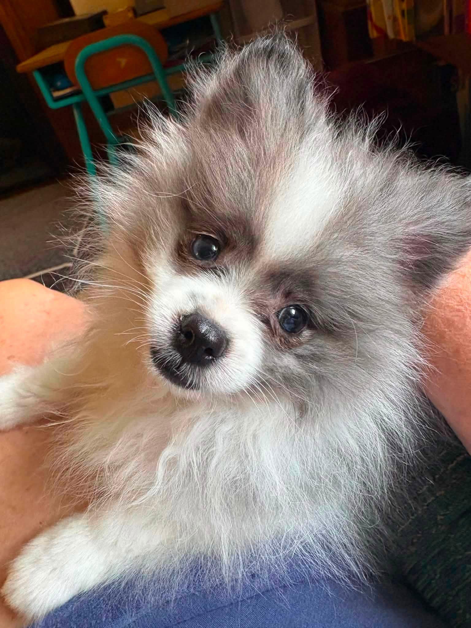 Enlarge Needoh, a ADOPTABLE Pomeranian in Decorah, IA image 2/6