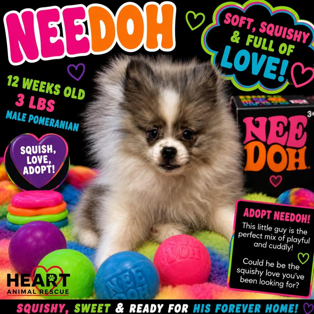 Needoh, ADOPTABLE, Puppy Male Pomeranian.