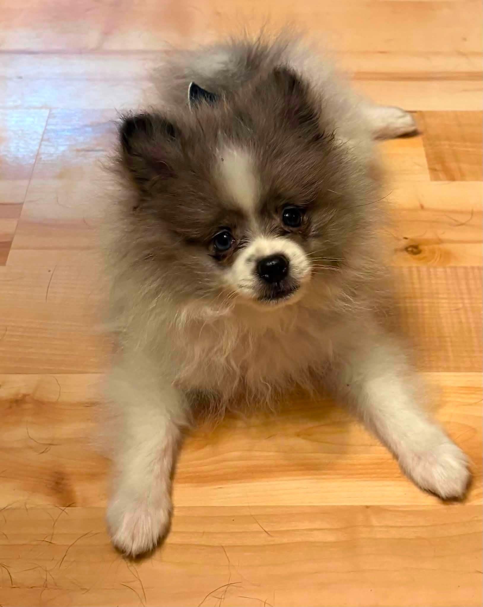 Enlarge Needoh, a ADOPTABLE Pomeranian in Decorah, IA image 6/6