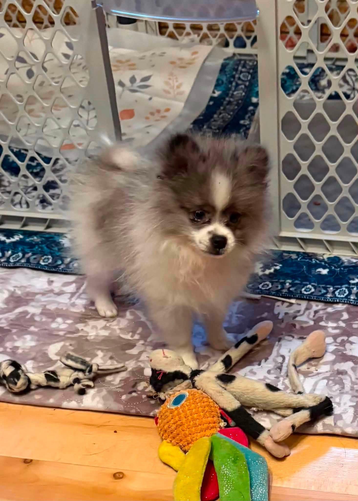 Enlarge Needoh, a ADOPTABLE Pomeranian in Decorah, IA image 4/6