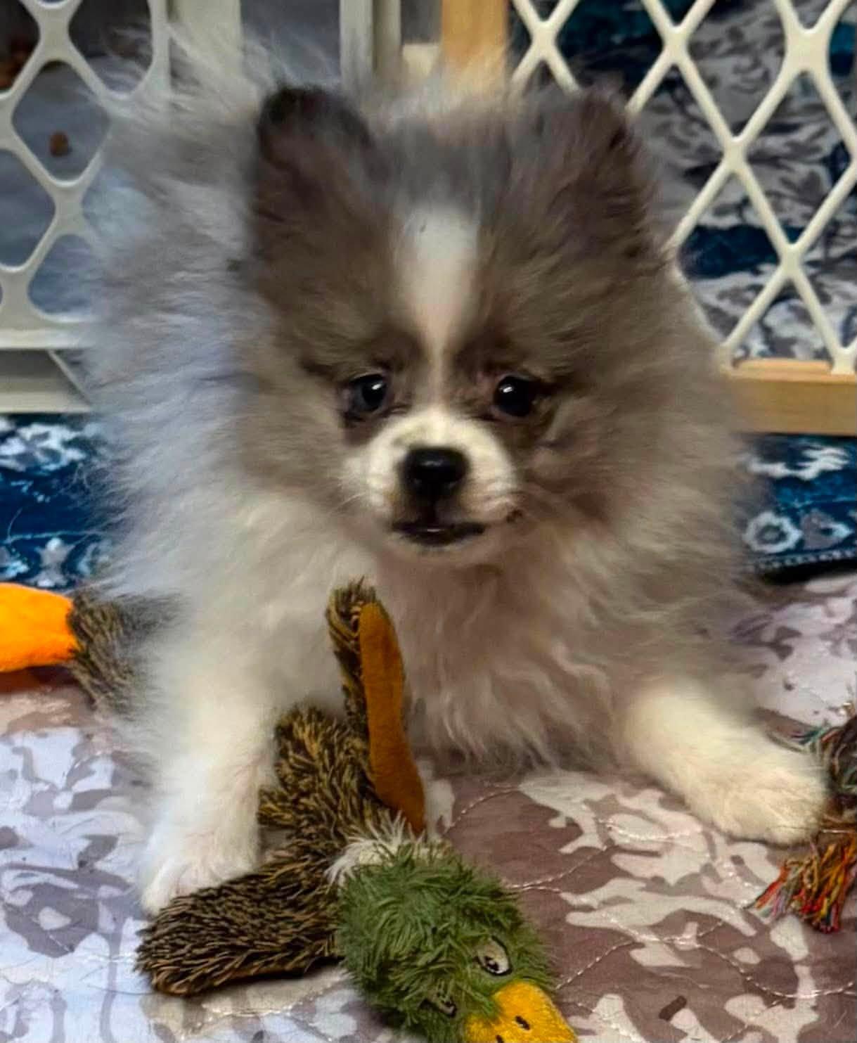 Enlarge Needoh, a ADOPTABLE Pomeranian in Decorah, IA image 3/6