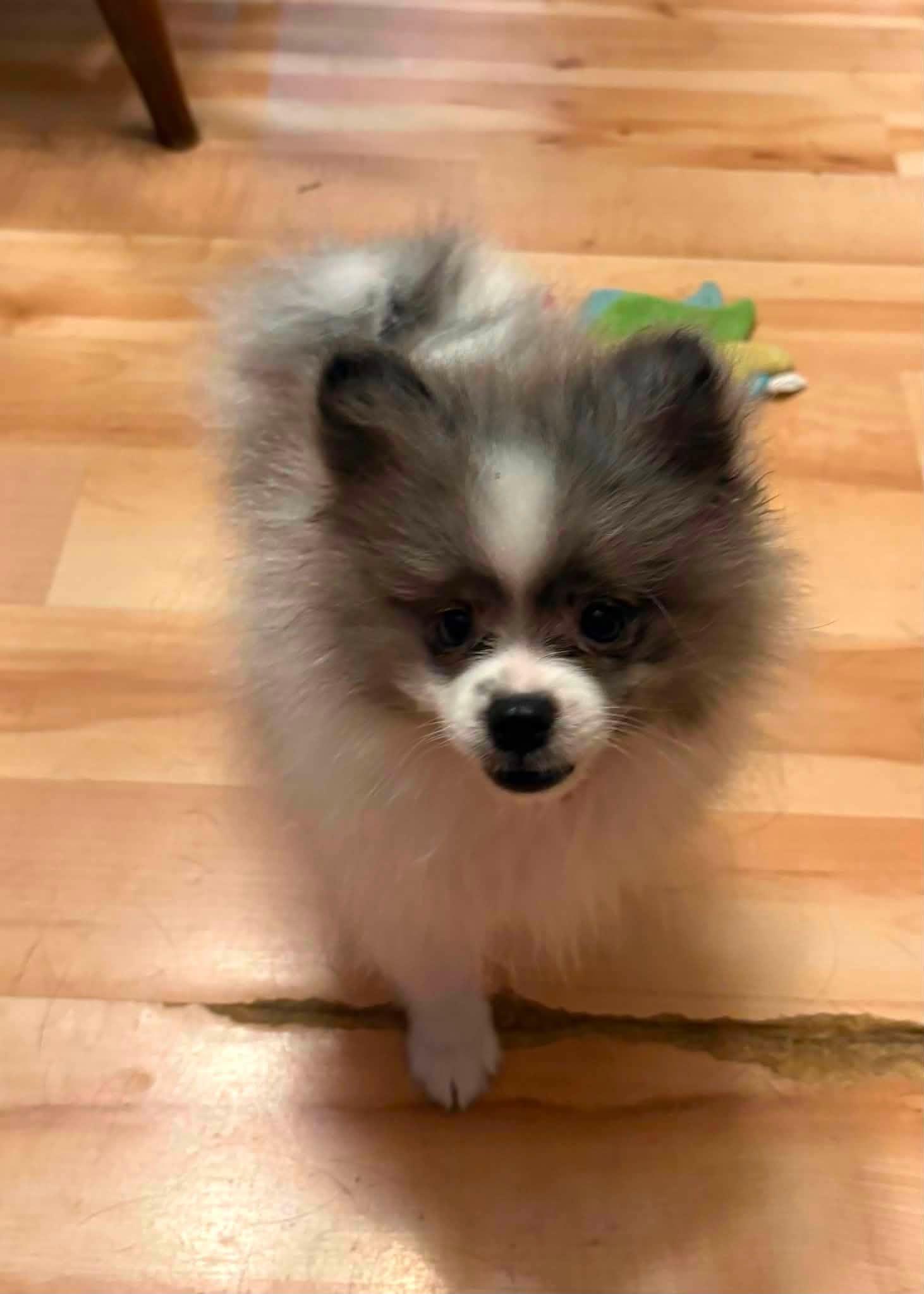 Enlarge Needoh, a ADOPTABLE Pomeranian in Decorah, IA image 5/6