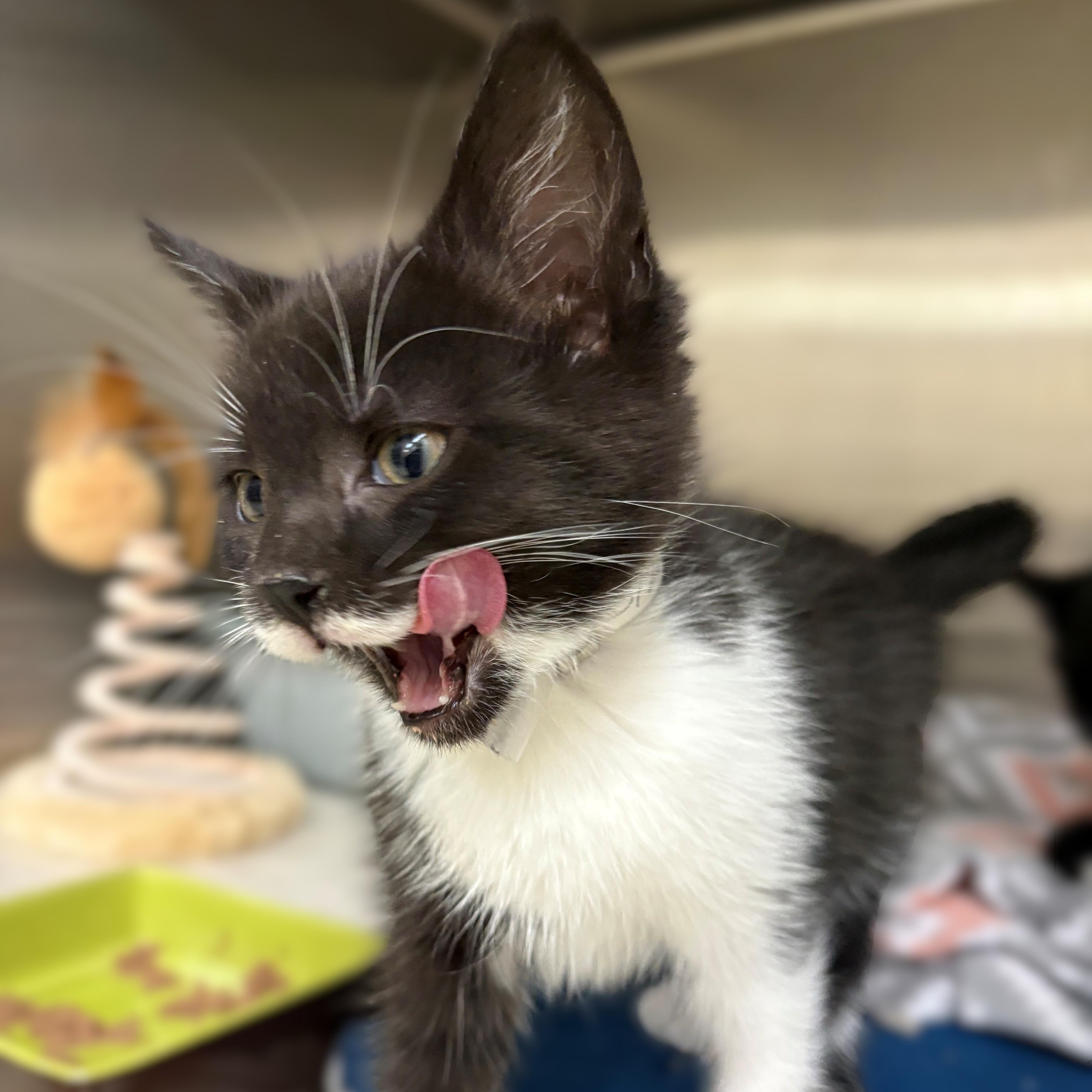 Enlarge Abraham- #51205, an adopted Domestic Short Hair in Columbia, MD image 4/5