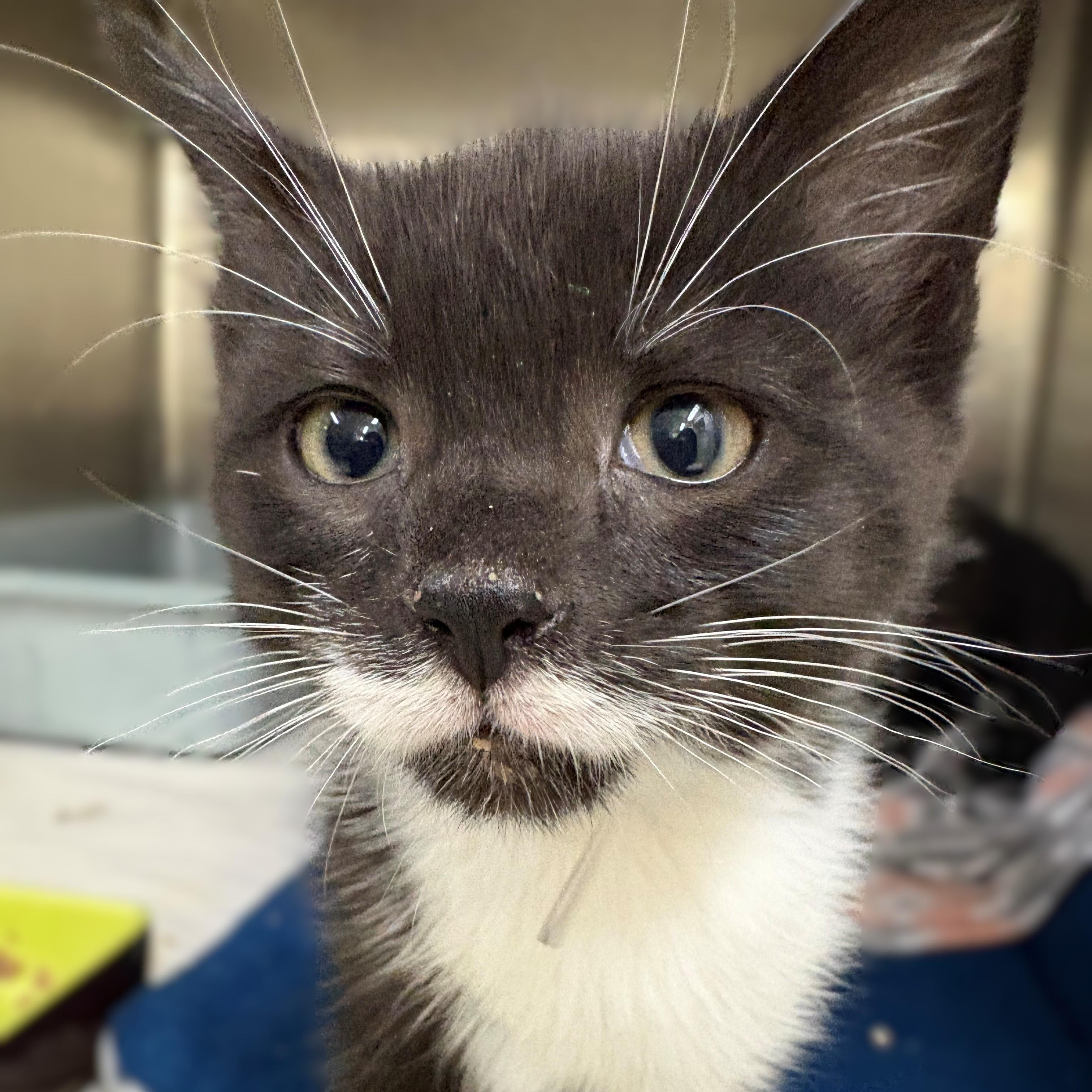 Enlarge Abraham- #51205, an adopted Domestic Short Hair in Columbia, MD image 2/5