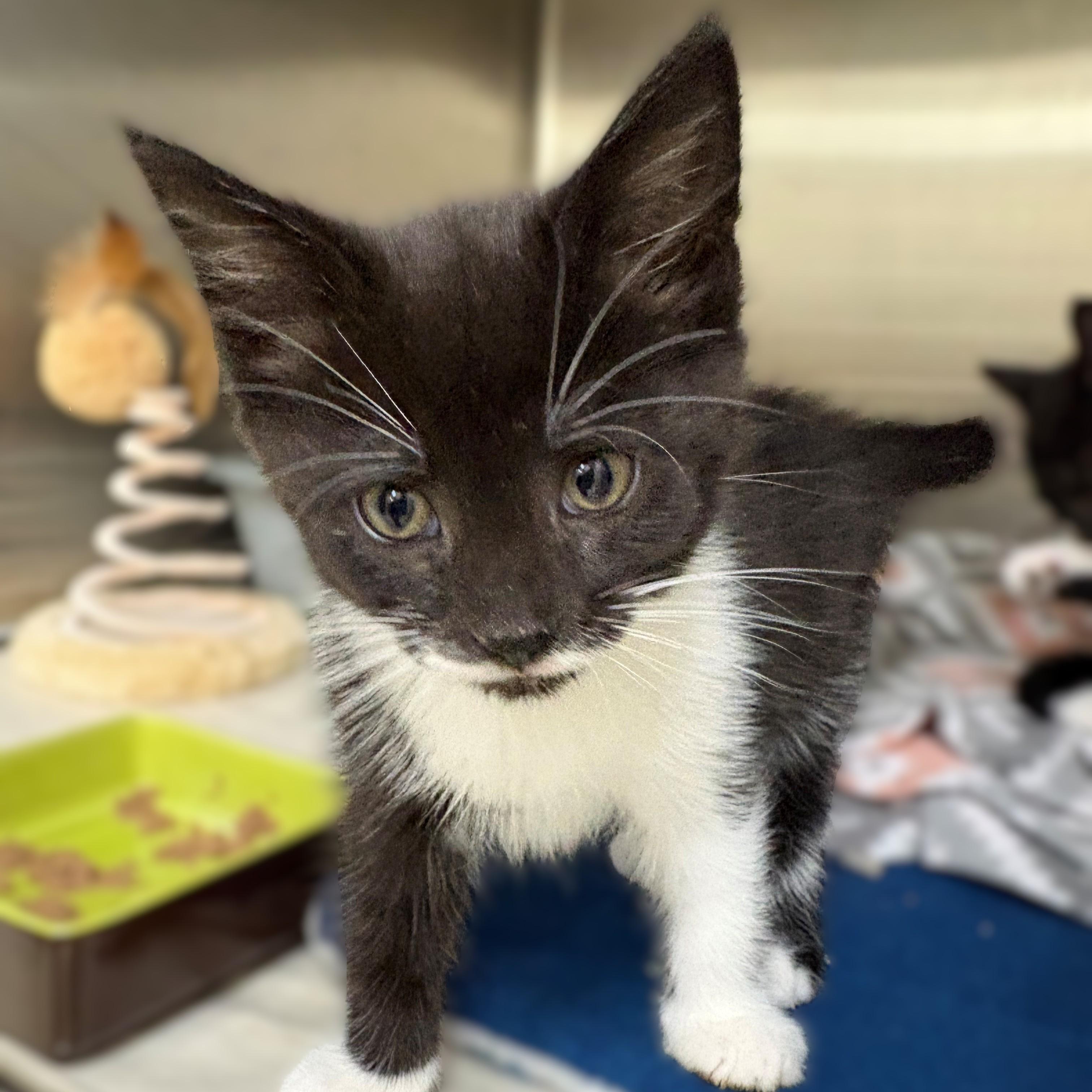 Enlarge Abraham- #51205, an adopted Domestic Short Hair in Columbia, MD image 3/5