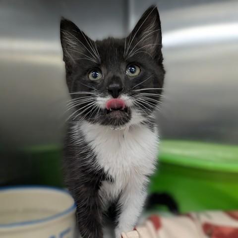 Enlarge Abraham- #51205, an adopted Domestic Short Hair in Columbia, MD image 1/5
