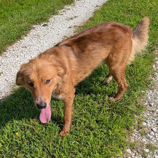 Dorado, a ADOPTABLE mixed breed in Columbia, MO image 2/4