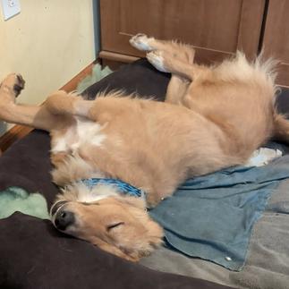 Dorado, a ADOPTABLE mixed breed in Columbia, MO image 3/4