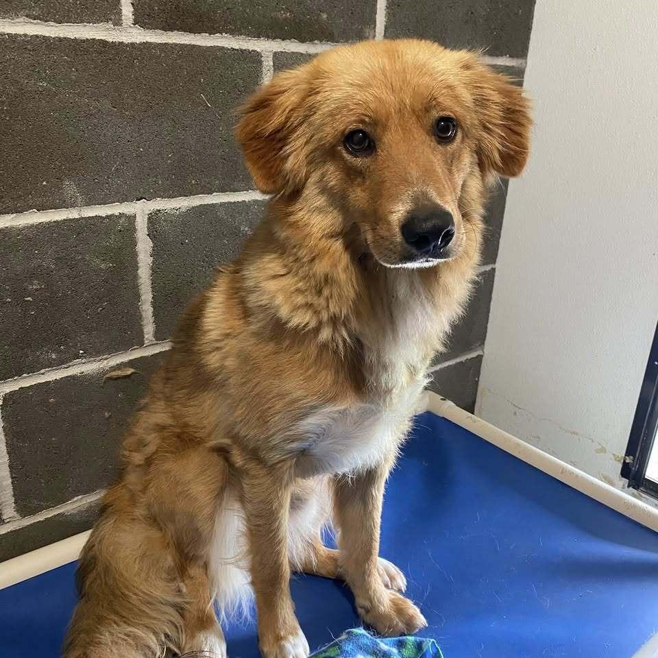 Dorado, a ADOPTABLE mixed breed in Columbia, MO image 1/4