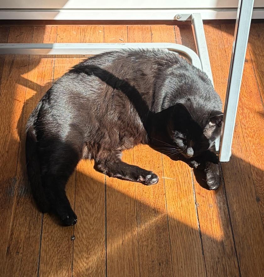 Mimi the Inimitable, a Adoptable Domestic Short Hair in Boston, MA image 4/6