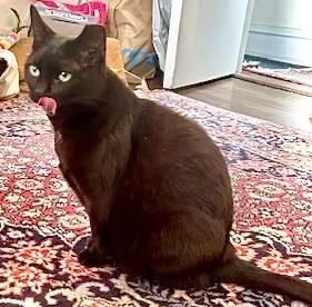 Mimi the Inimitable, a Adoptable Domestic Short Hair in Boston, MA image 2/6