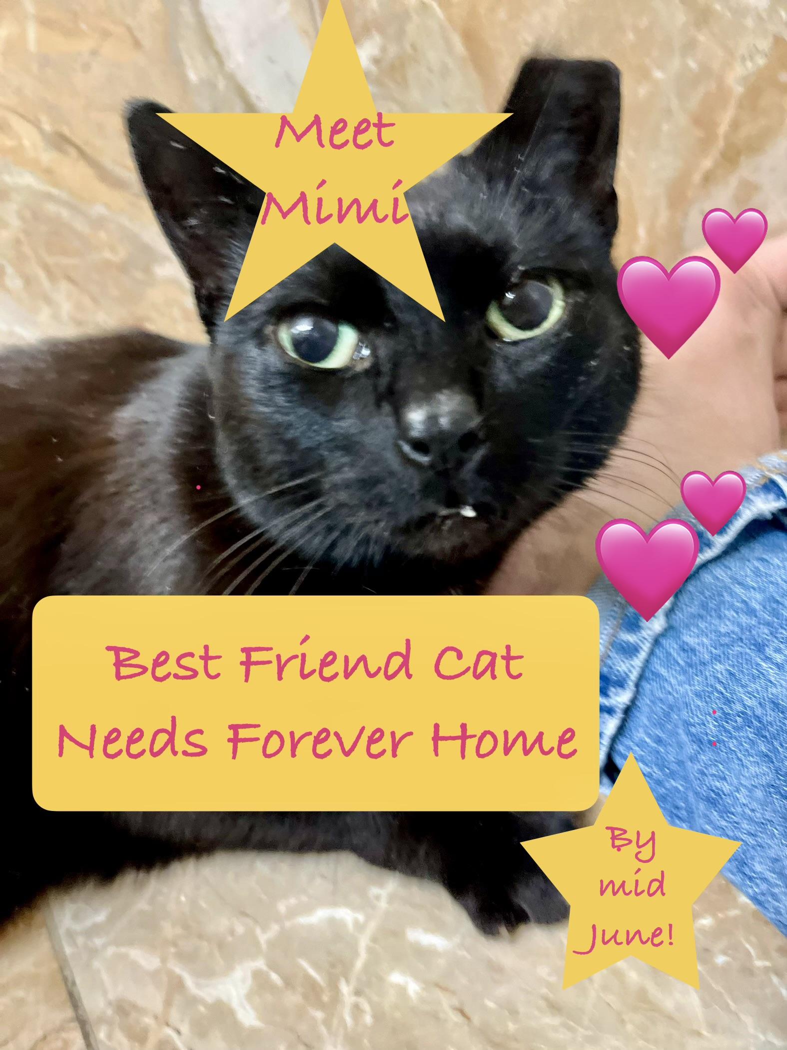 Mimi the Inimitable, Adoptable, Senior Female Domestic Short Hair.