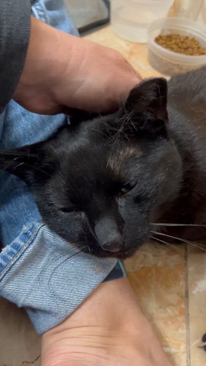 Enlarge Mimi the Inimitable, a Adoptable Domestic Short Hair in Boston, MA video 6/6