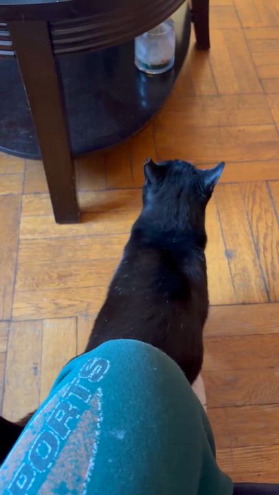 Enlarge Mimi the Inimitable, a Adoptable Domestic Short Hair in Boston, MA video 2/5