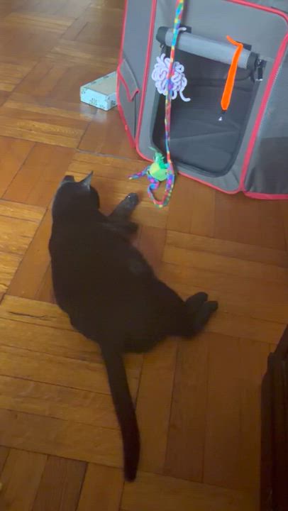 Enlarge Mimi the Inimitable, a Adoptable Domestic Short Hair in Boston, MA video 5/6