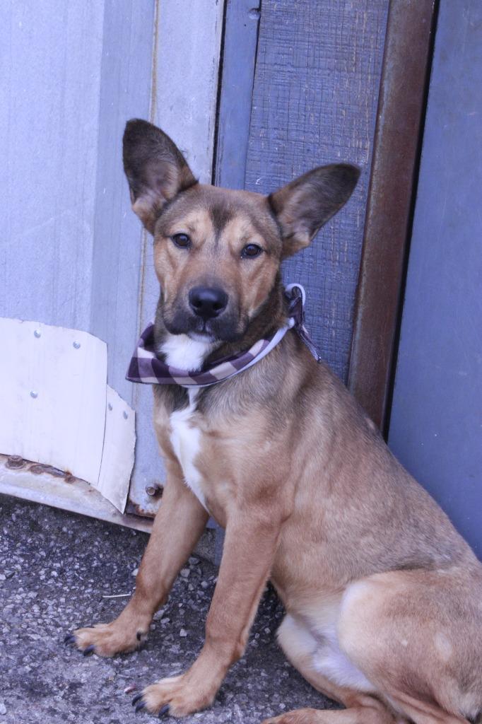 Milo, a Adoptable mixed breed in Dyersburg, TN image 1/3