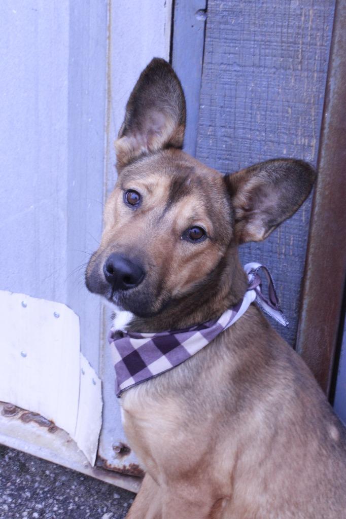 Milo, a Adoptable mixed breed in Dyersburg, TN image 2/3