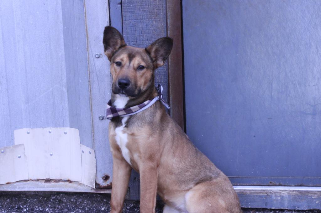 Milo, a Adoptable mixed breed in Dyersburg, TN image 3/3