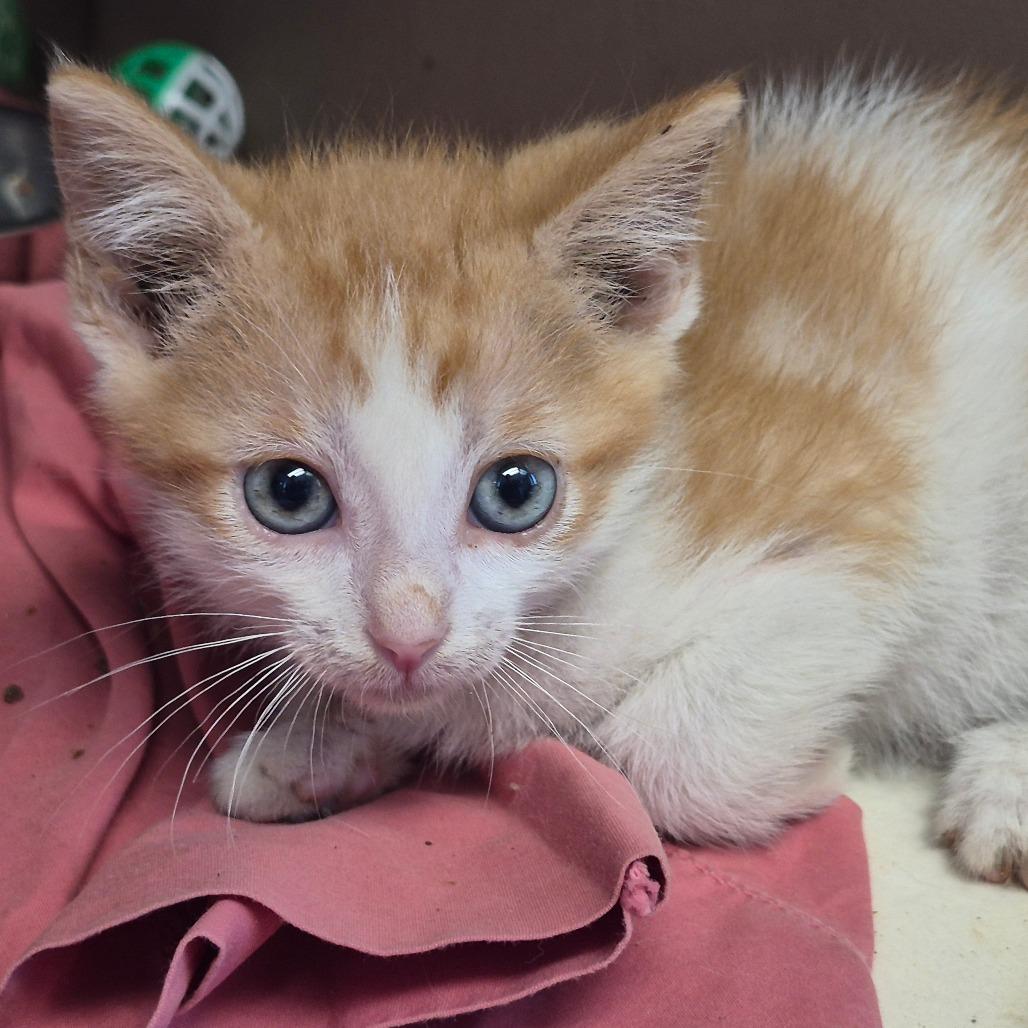 Dustin, Adoptable, Kitten Male Domestic Short Hair.