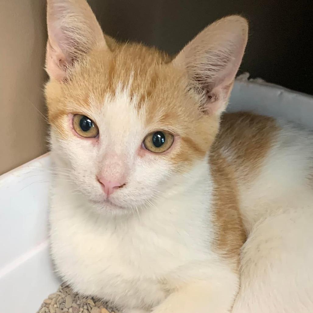 Enlarge Dustin, a Adoptable Domestic Short Hair in Hattiesburg, MS image 2/4
