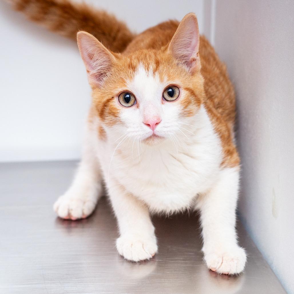 Enlarge Dustin, a Adoptable Domestic Short Hair in Hattiesburg, MS image 3/4