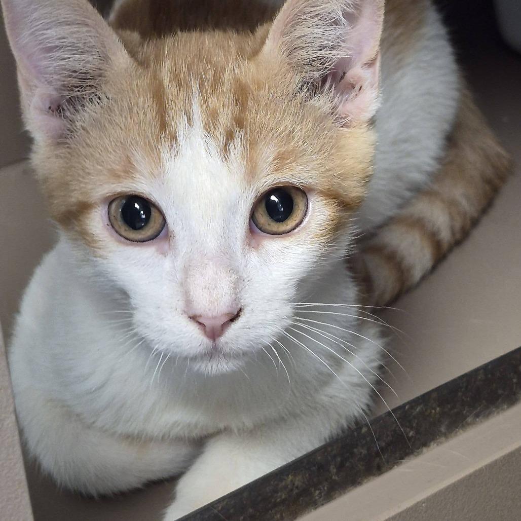Enlarge Dustin, a Adoptable Domestic Short Hair in Hattiesburg, MS image 4/4