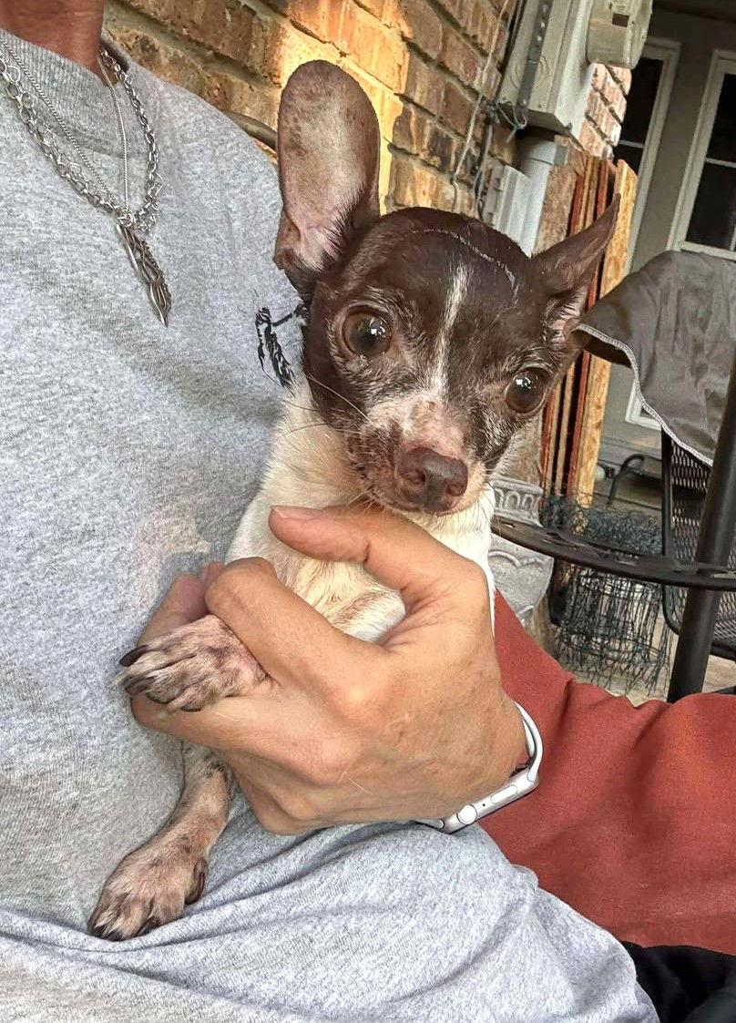 Sampson TX, Adopted, Senior Male Chihuahua.