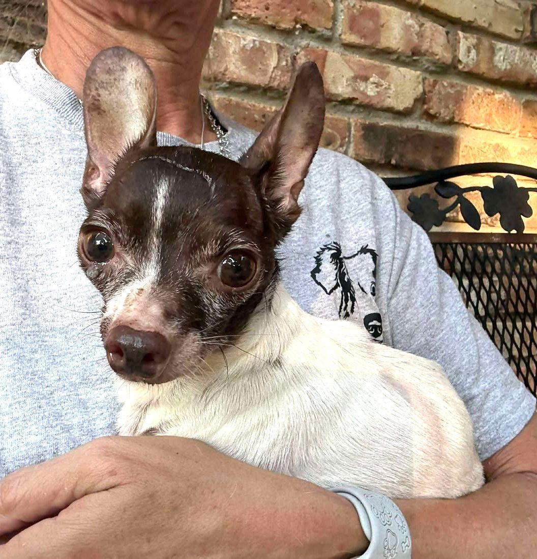 Enlarge Sampson TX, a Adopted Chihuahua in Boonton, NJ image 2/3