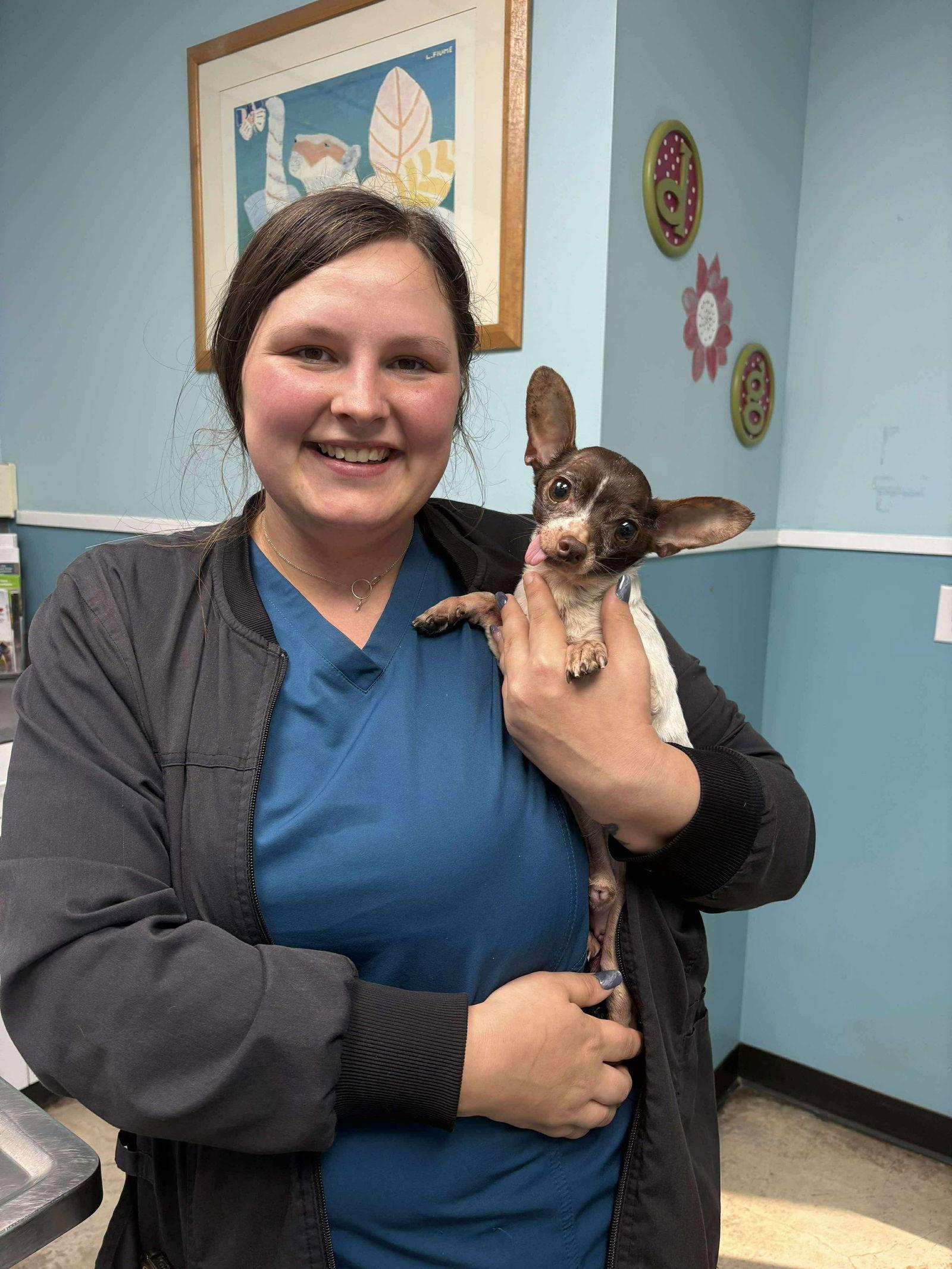 Enlarge Sampson TX, a Adopted Chihuahua in Boonton, NJ image 3/3