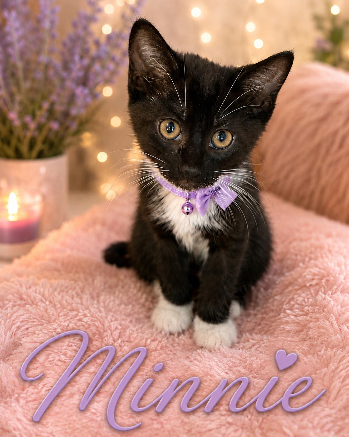 Minnie, adopted, Kitten Female Domestic Short Hair.