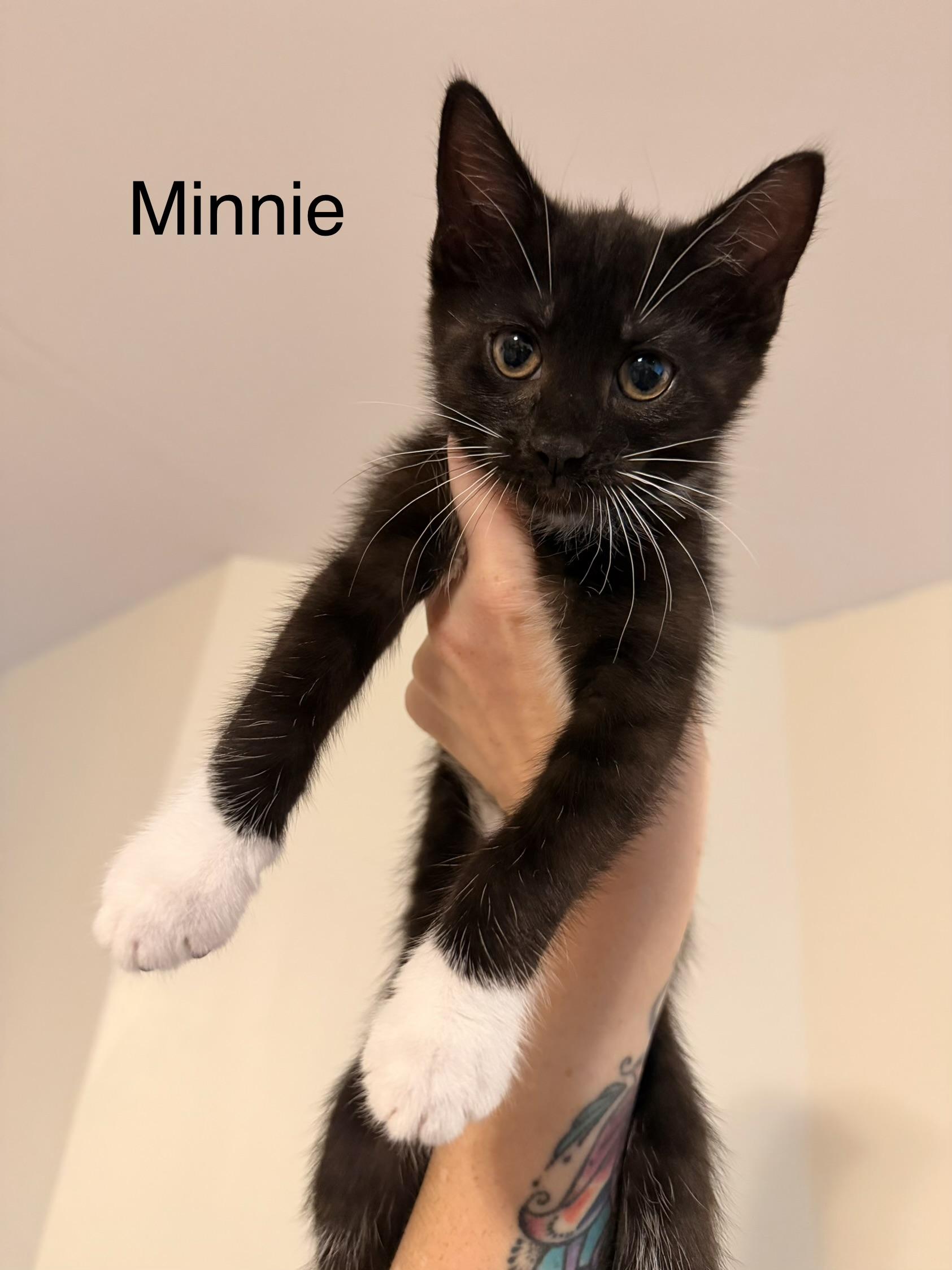 Minnie, an adopted Domestic Short Hair in Easley, SC image 4/4