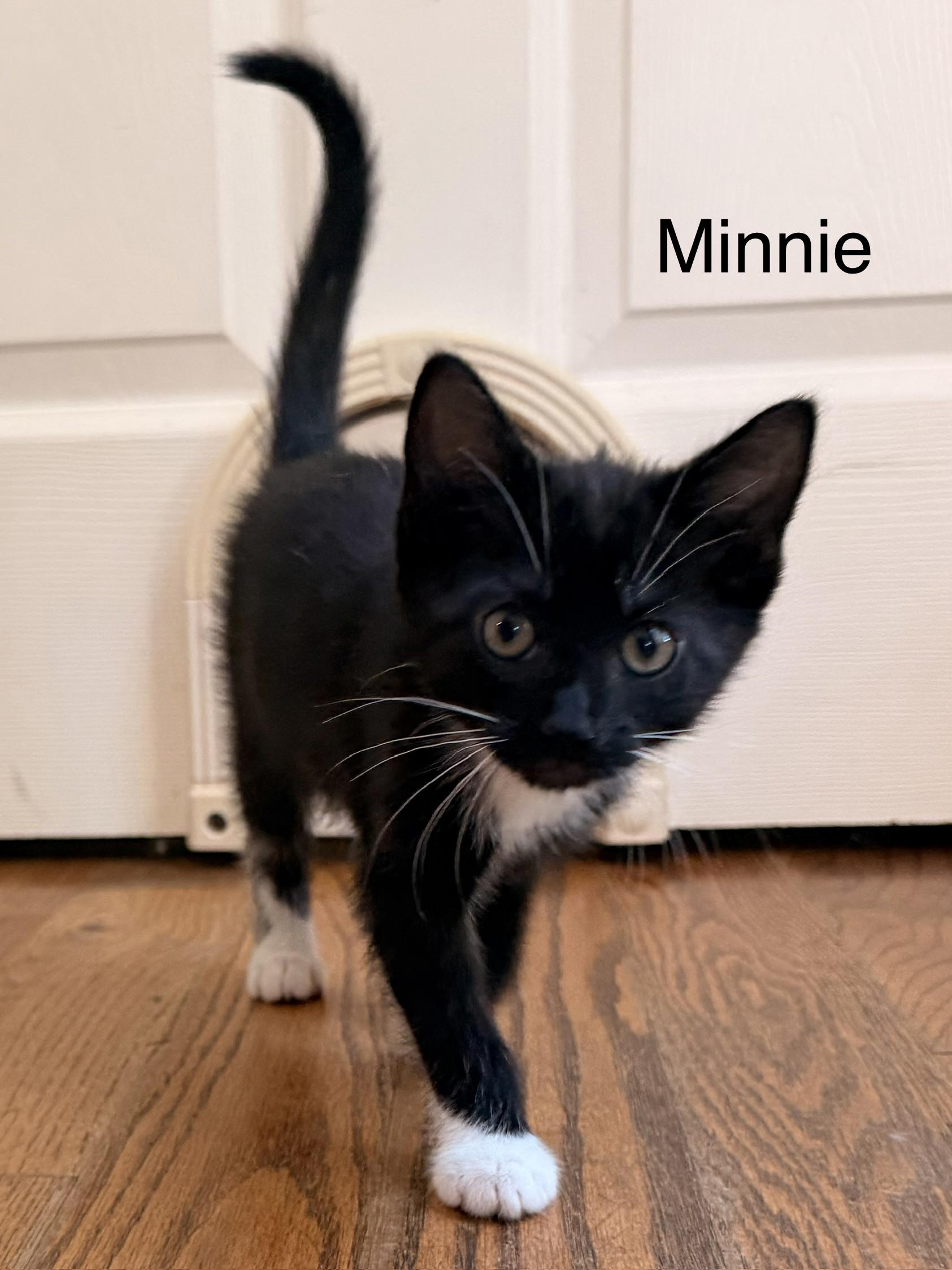 Minnie, an adopted Domestic Short Hair in Easley, SC image 2/4